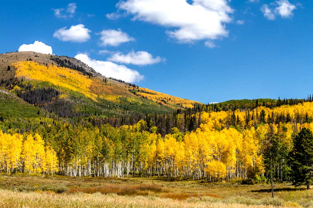Colorado Aspens In Autumn | 2023 Locution Systems User Group Conference | Locution Systems